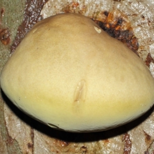 Laetiporus portentosus at Acton, ACT - 3 May 2019