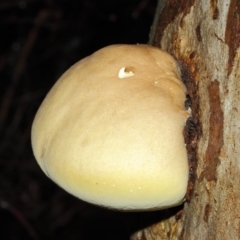 Laetiporus portentosus at Acton, ACT - 3 May 2019