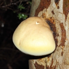 Laetiporus portentosus at Acton, ACT - 3 May 2019