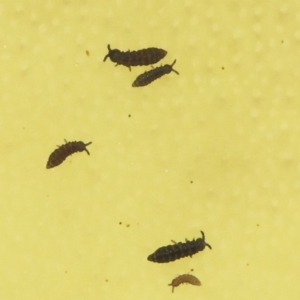 Hypogastrura sp. (genus) at Acton, ACT - 4 May 2019 01:37 PM