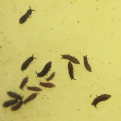 Hypogastrura sp. (genus) at Acton, ACT - 4 May 2019 01:37 PM