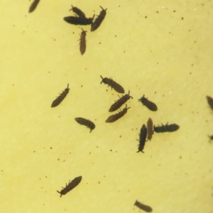 Hypogastrura sp. (genus) at Acton, ACT - 4 May 2019 01:37 PM