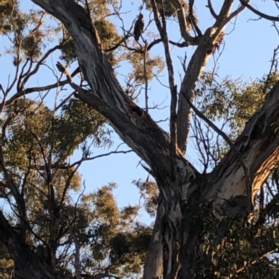 Callocephalon fimbriatum (Gang-gang Cockatoo) at Red Hill, ACT - 6 May 2019 by Thehappywanderer