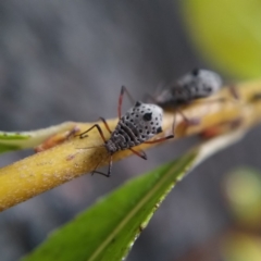 Tuberolachnus salignus (Giant willow aphid) at Australian National University - 6 May 2019 by Angus44