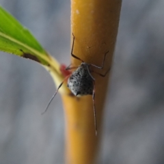 Tuberolachnus salignus at Acton, ACT - 6 May 2019