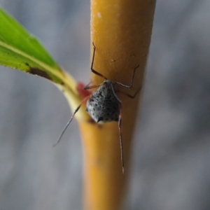 Tuberolachnus salignus at Acton, ACT - 6 May 2019 05:10 PM