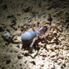 Nemesiidae (family) (Wishbone Spider) at Mulligans Flat - 1 Nov 2018 by BrianHerps