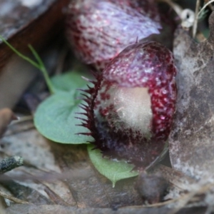 Corysanthes hispida at Jerrabomberra, NSW - suppressed