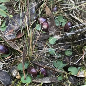 Corysanthes hispida at Jerrabomberra, NSW - 4 May 2019