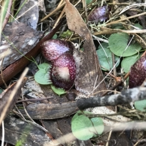 Corysanthes hispida at Jerrabomberra, NSW - 4 May 2019