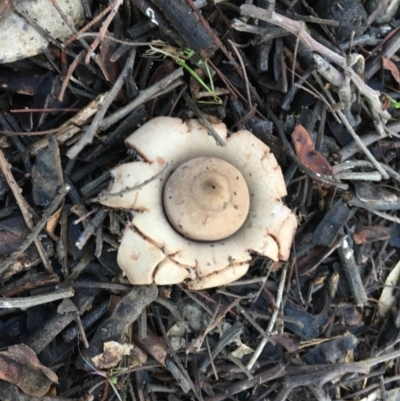 Geastrum sp. (Geastrum sp.) at Deakin, ACT - 4 May 2019 by LisaH