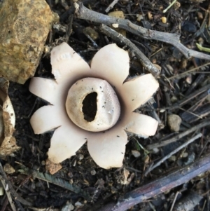 Geastrum sp. at Deakin, ACT - 4 May 2019 10:21 AM