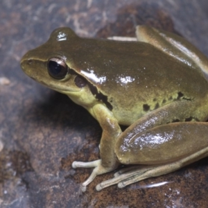 Litoria lesueuri at Stromlo, ACT - 16 Mar 2019