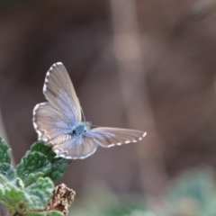 Theclinesthes serpentata at Burra, NSW - 21 Apr 2019 03:34 PM