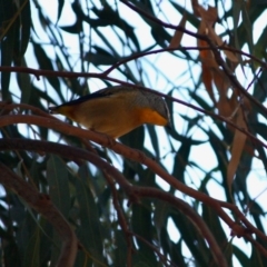 Pardalotus punctatus at Red Hill, ACT - 6 May 2019