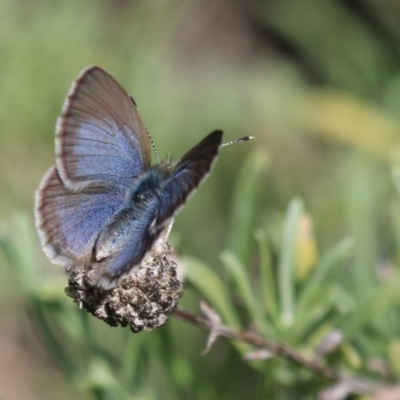 Zizina otis (Common Grass-Blue) at Burra, NSW - 24 Apr 2019 by PeterR