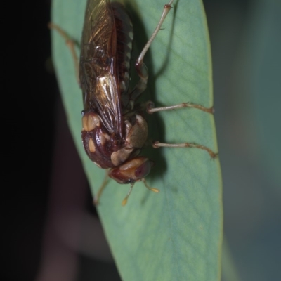 Pergagrapta polita (Sawfly) at Denman Prospect 2 Estate Deferred Area (Block 12) - 10 Mar 2019 by danswell