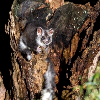 Petauroides volans (Southern Greater Glider) at Bombay, NSW - 22 Dec 2018 by TyrieStarrs