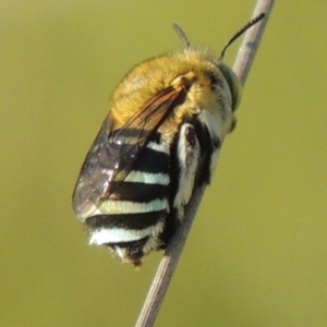 Amegilla (Zonamegilla) asserta at Tuggeranong DC, ACT - 12 Mar 2019