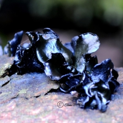 Unidentified Fungus at Kianga, NSW - 3 May 2019 by Teresa