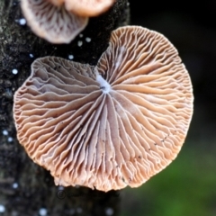 Unidentified Fungus at Kianga, NSW - 5 May 2019 by Teresa