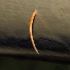 Hirudinea sp. (Class) (Unidentified Leech) at Acton, ACT - 3 May 2019 by TimL