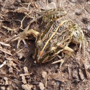 Limnodynastes tasmaniensis at Mount Clear, ACT - 13 Apr 2019 02:40 PM