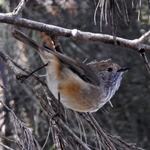 Acanthiza pusilla at Molonglo Valley, ACT - 6 May 2019