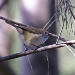 Acanthiza pusilla at Molonglo Valley, ACT - 6 May 2019