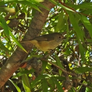 Acanthiza pusilla at Molonglo Valley, ACT - 6 May 2019