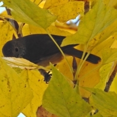 Acanthiza pusilla at Molonglo Valley, ACT - 6 May 2019