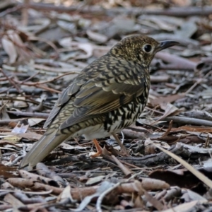 Zoothera lunulata at Acton, ACT - 7 May 2019 12:00 PM