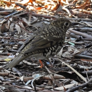 Zoothera lunulata at Acton, ACT - 7 May 2019 12:00 PM