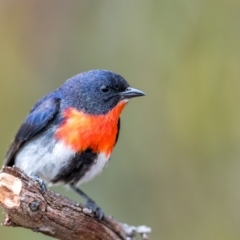 Dicaeum hirundinaceum (Mistletoebird) at Hume, ACT - 24 Nov 2018 by TyrieStarrs