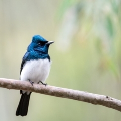 Myiagra cyanoleuca (Satin Flycatcher) at Paddys River, ACT - 25 Nov 2018 by TyrieStarrs