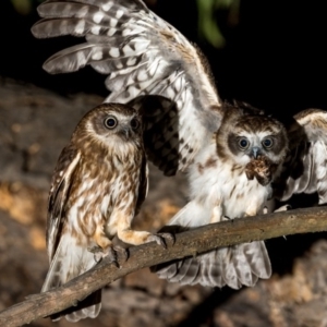 Ninox boobook at Uriarra Village, ACT - 20 Jan 2019 12:52 AM