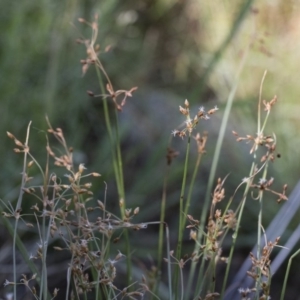 Fimbristylis dichotoma at Illilanga & Baroona - 12 Jan 2019 08:03 AM