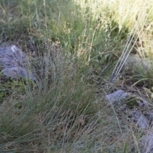 Fimbristylis dichotoma at Illilanga & Baroona - 12 Jan 2019 08:03 AM