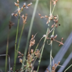 Fimbristylis dichotoma at Illilanga & Baroona - 12 Jan 2019 08:03 AM