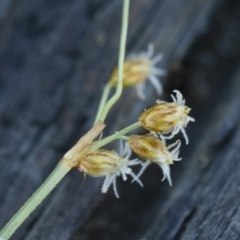 Fimbristylis dichotoma at Illilanga & Baroona - 12 Jan 2019 08:03 AM