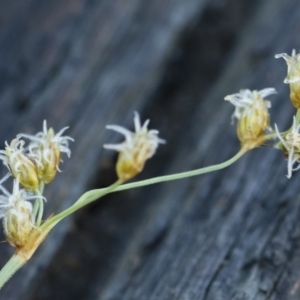 Fimbristylis dichotoma at Illilanga & Baroona - 12 Jan 2019 08:03 AM