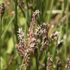 Eleocharis sp. (Spike-rush) at Michelago, NSW - 3 Dec 2018 by Illilanga