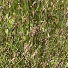 Eleocharis sp. at Illilanga & Baroona - 3 Dec 2018