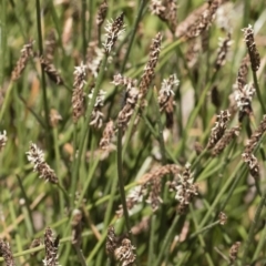 Eleocharis sp. at Illilanga & Baroona - 3 Dec 2018