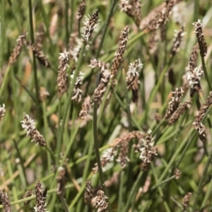 Eleocharis sp. at Illilanga & Baroona - 3 Dec 2018