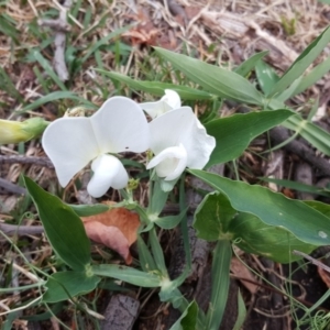 Lathyrus latifolius at Isaacs, ACT - 1 May 2019