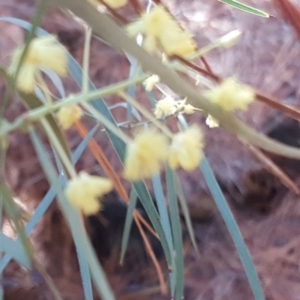 Acacia suaveolens at Jerrabomberra, ACT - 6 May 2019 03:15 PM