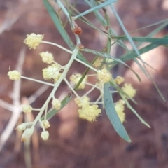 Acacia suaveolens at Jerrabomberra, ACT - 6 May 2019