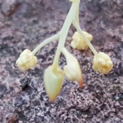 Acacia suaveolens at Jerrabomberra, ACT - 6 May 2019