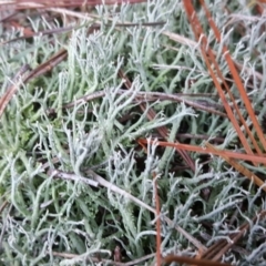 Cladonia sp. (genus) (Cup Lichen) at Isaacs Ridge - 7 May 2019 by Mike